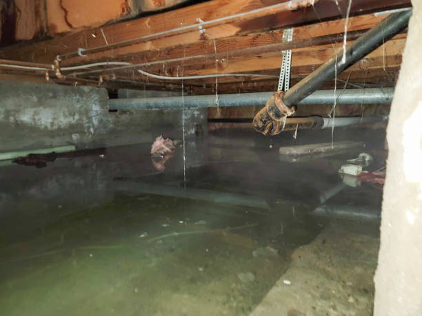 Best Carpet water damage restoration  in Hays, MT